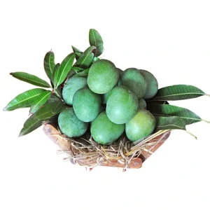 Panduri Mamidi mango fresh Andhra traditional mango variety