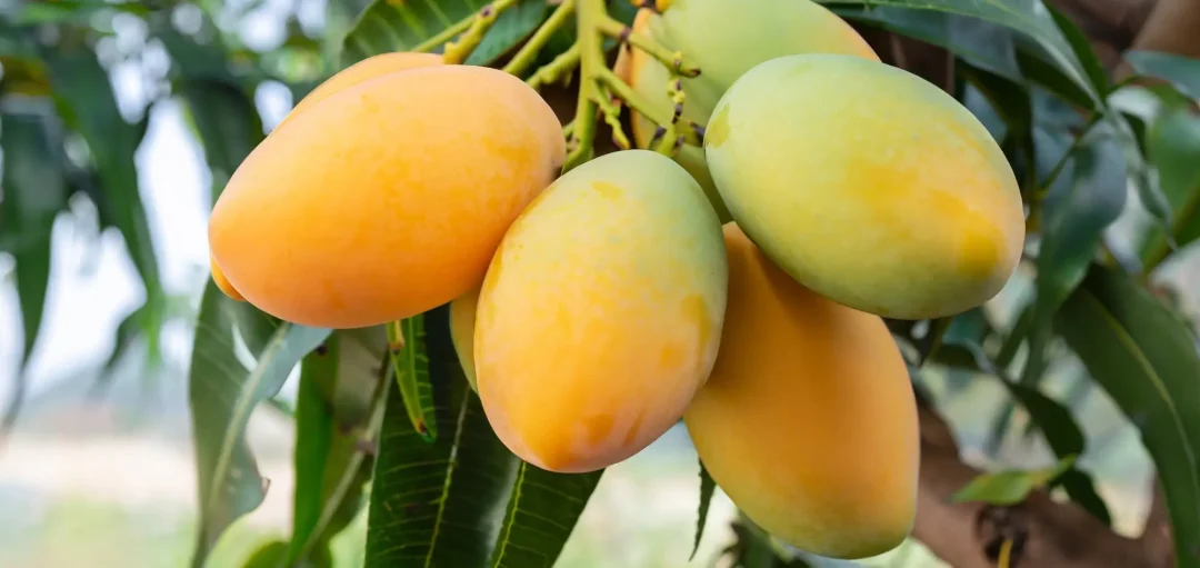 Chinna Rasalu Mango – Small Size, Full of Juice