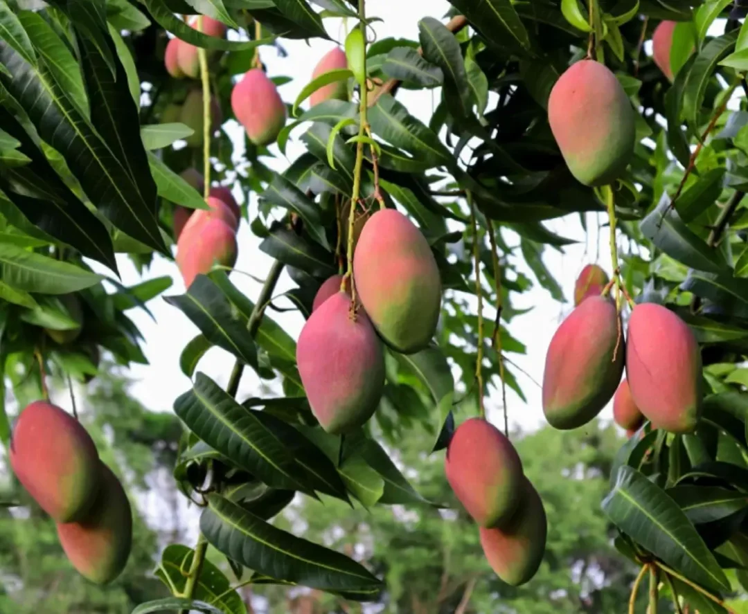 Suvarna Rekha Mango – A Hidden Gem Among Indian Mango Varieties