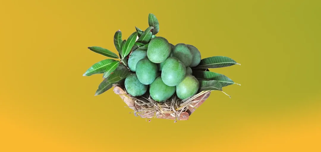 Panduri Mamidi – A Simple Mango with a Real Taste