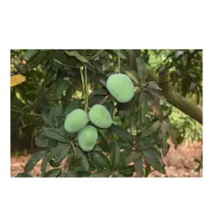 Pickle Mango Raw General Vareity