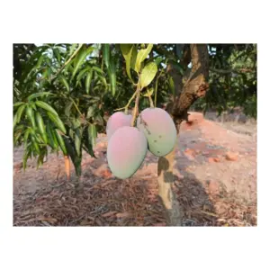 Suvarna Rekha Raw Mango for Pickle