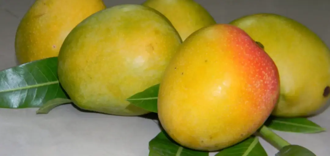 Paparao Gova – A Trusted Choice for Quality and Everyday Use